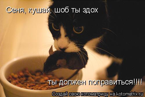 Котоматрица: Сеня, кушай, шоб ты здох   ты должен поправиться!!!!