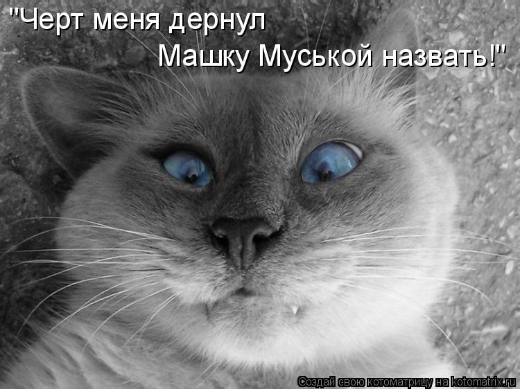 "Черт меня дернул Машку Муськой назвать!"... Котоматрица: "Черт меня дернул Машку Муськой назвать!"