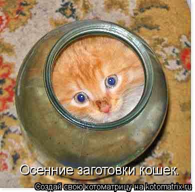 Осенние заготовки кошек.... Котоматрица: Осенние заготовки кошек.