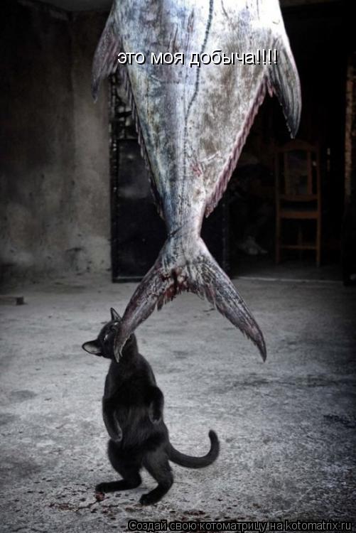 это моя добыча!!!!... Котоматрица: это моя добыча!!!!