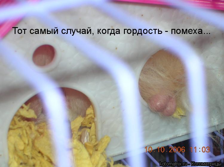 Тот самый случай, когда гордость - помеха...... Котоматрица: Тот самый случай, когда гордость - помеха...