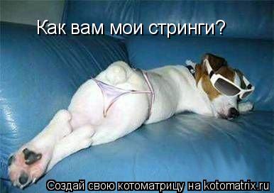 Как вам мои стринги?... Котоматрица: Как вам мои стринги?