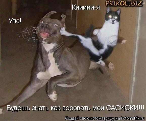 Киииии-я Будешь знать как воровать мои САСИСКИ!!! Упс!... Котоматрица: Киииии-я Будешь знать как воровать мои САСИСКИ!!! Упс!