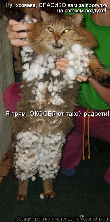 Ну, хозяева, СПАСИБО вам за прогулку на свежем воздухе! Я прям, ОКОСЕЛ от такой радости!... Котоматрица: Ну, хозяева, СПАСИБО вам за прогулку на свежем воздухе! Я прям, ОКОСЕЛ от такой радости!