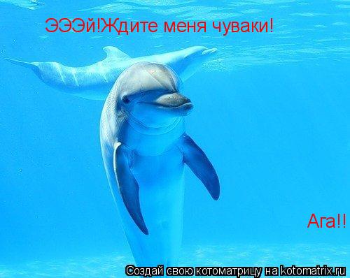 ЭЭЭй!Ждите меня чуваки! Ага!!... Котоматрица: ЭЭЭй!Ждите меня чуваки! Ага!!