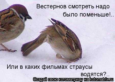 Вестернов смотреть надо было поменьше!.. Или в каких фильмах страусы водятся?..... Котоматрица: Вестернов смотреть надо было поменьше!.. Или в каких фильмах страусы водятся?..