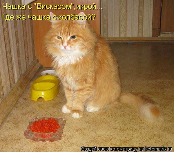 Чашка с "Вискасом",икрой... Где же чашка с колбасой?... Котоматрица: Чашка с "Вискасом",икрой... Где же чашка с колбасой?