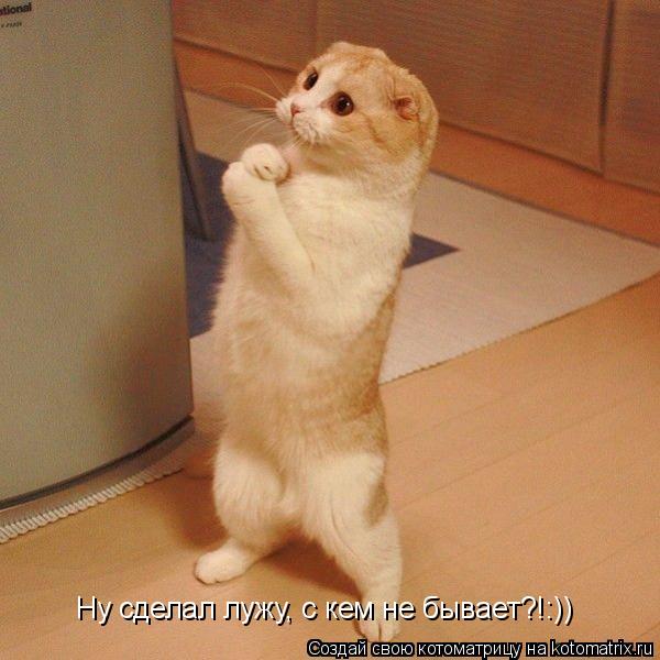 Ну сделал лужу, с кем не бывает?!:))... Котоматрица: Ну сделал лужу, с кем не бывает?!:))