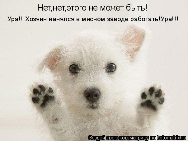 Нет,нет,этого не может быть! Ура!!!Хозяин нанялся в мясном заводе работать!Ура!!!... Котоматрица: Нет,нет,этого не может быть! Ура!!!Хозяин нанялся в мясном заводе работать!Ура!!!