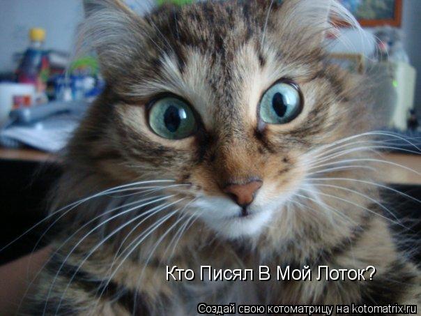 Кто Писял В Мой Лоток?... Котоматрица: Кто Писял В Мой Лоток?