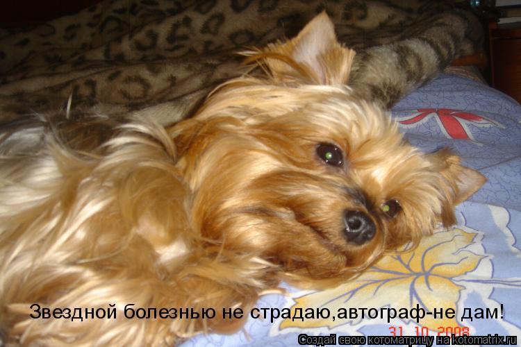 Звездной болезнью не страдаю,автограф-не дам!... Котоматрица: Звездной болезнью не страдаю,автограф-не дам!