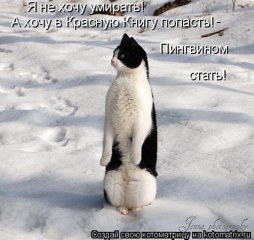 Я не хочу умирать! А хочу в Красную Книгу попасть! - Пингвином стать!... Котоматрица: Я не хочу умирать! А хочу в Красную Книгу попасть! - Пингвином стать!