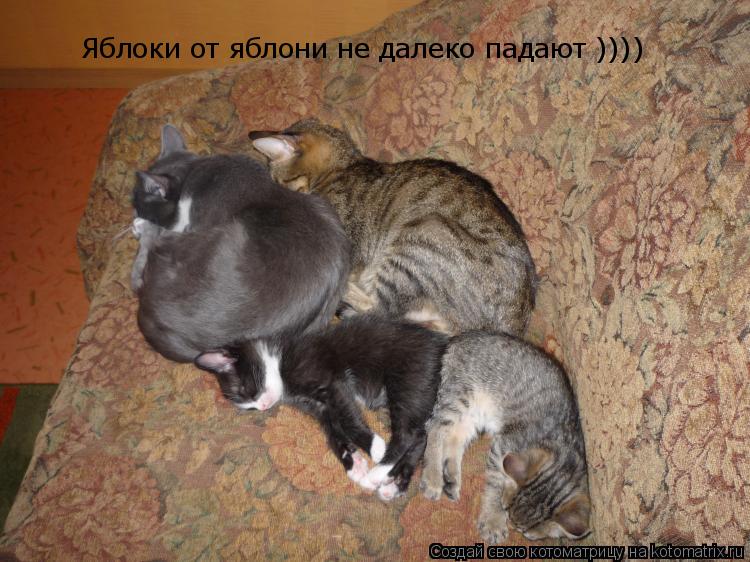 Яблоки от яблони не далеко падают ))))... Котоматрица: Яблоки от яблони не далеко падают ))))