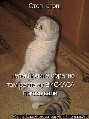 Стоп, стоп, переключите обратно там рекламу ВИСКАСА показывали... Котоматрица: Стоп, стоп, переключите обратно там рекламу ВИСКАСА показывали
