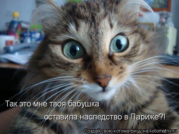 Так это мне твоя бабушка оставила наследство в Париже?!... Котоматрица: Так это мне твоя бабушка оставила наследство в Париже?!