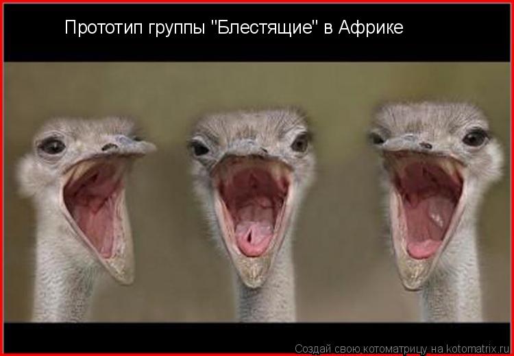 Прототип группы "Блестящие" в Африке... Котоматрица: Прототип группы "Блестящие" в Африке