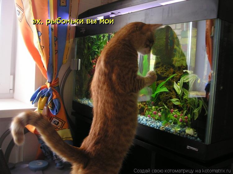 эх. рыбоньки вы мои эх. рыбоньки вы мои... Котоматрица: эх. рыбоньки вы мои эх. рыбоньки вы мои