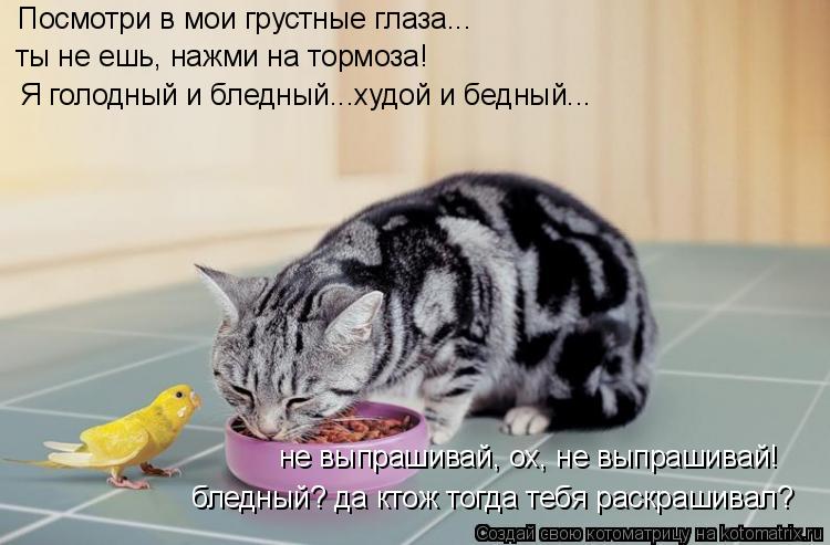 Посмотри в мои грустные глаза... ты не ешь, нажми на тормоза! Я голодный и бледный...худой и бедный..... Котоматрица: Посмотри в мои грустные глаза... ты не ешь, нажми на тормоза! Я голодный и бледный...худой и бедный... не выпрашивай, ох, не выпрашивай! бледный?