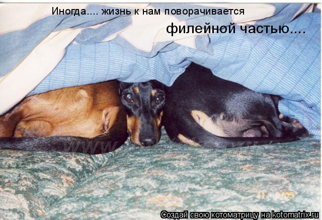 Иногда.... жизнь к нам поворачивается филейной частью....... Котоматрица: Иногда.... жизнь к нам поворачивается филейной частью....