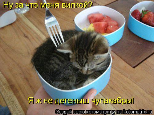 Ну за что меня вилкой? Я ж не детеныш чупакабры!... Котоматрица: Ну за что меня вилкой? Я ж не детеныш чупакабры!