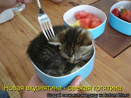Новая вкуснятина - свежая котятина... Котоматрица: Новая вкуснятина - свежая котятина