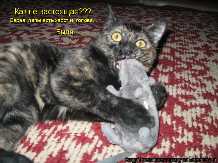 Как не настоящая??? Серая, лапы есть,хвост и голова... Серая, лапы есть,хвост и голова... Была...... Котоматрица: Как не настоящая??? Серая, лапы есть,хвост и голова... Серая, лапы есть,хвост и голова... Была...