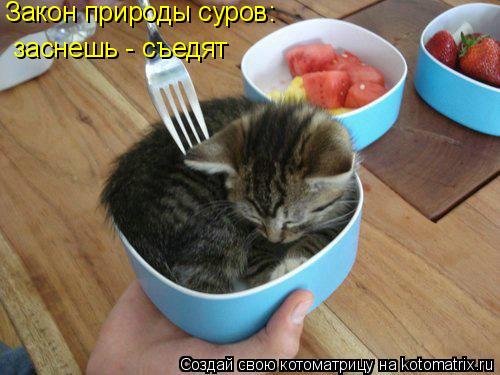 Закон природы суров: заснешь - съедят... Котоматрица: Закон природы суров: заснешь - съедят