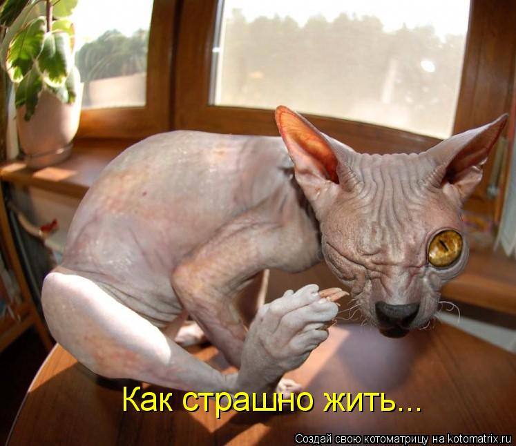 Как страшно жить...... Котоматрица: Как страшно жить...