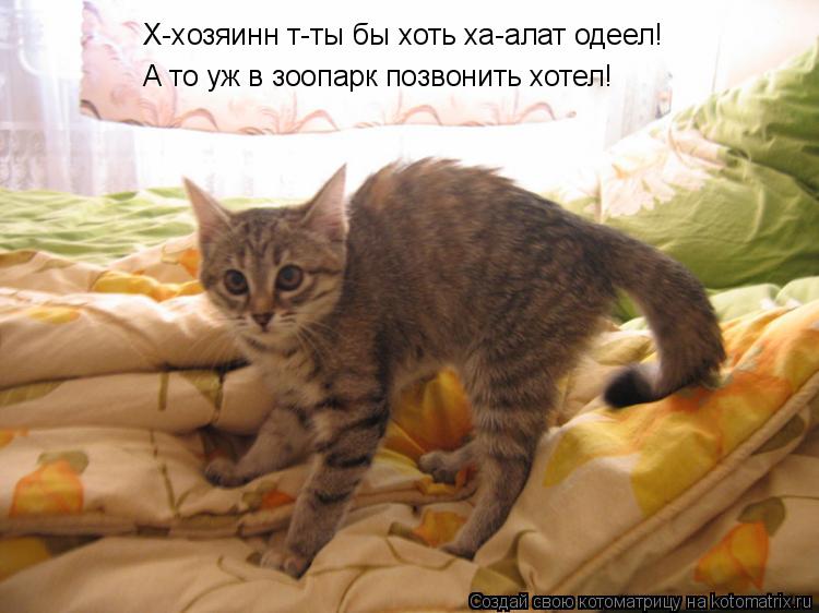 Х-хозяинн т-ты бы хоть ха-алат одеел! А то уж в зоопарк позвонить хотел!... Котоматрица: Х-хозяинн т-ты бы хоть ха-алат одеел! А то уж в зоопарк позвонить хотел!