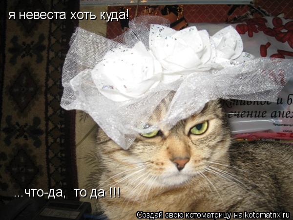 я невеста хоть куда! ...что-да, то да !!!... Котоматрица: я невеста хоть куда! ...что-да, то да !!!