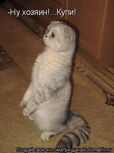 -Ну хозяин!...Купи!... Котоматрица: -Ну хозяин!...Купи!