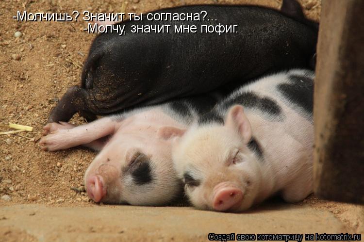 -Молчишь? Значит ты согласна?... -Молчу, значит мне пофиг.... Котоматрица: -Молчишь? Значит ты согласна?... -Молчу, значит мне пофиг.