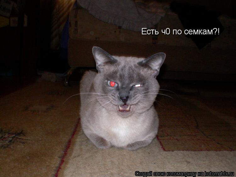 Есть ч0 по семкам?!... Котоматрица: Есть ч0 по семкам?!