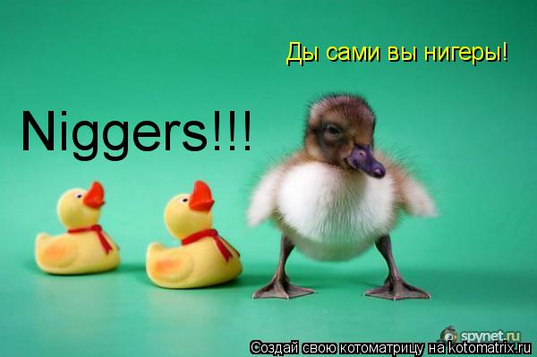 Niggers!!! Ды сами вы нигеры!... Котоматрица: Niggers!!! Ды сами вы нигеры!