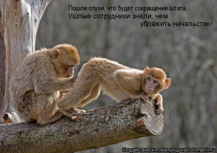 Пошли слухи, что будет сокращение штата. Ушлые сотрудники знали, чем ублажить начальство!... Котоматрица: Пошли слухи, что будет сокращение штата. Ушлые сотрудники знали, чем ублажить начальство!