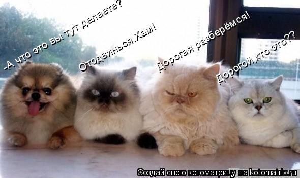 -А что это вы тут делаете? Отодвинься,Хам! Дорогая разберёмся! Дорогой,кто это??... Котоматрица: -А что это вы тут делаете? Отодвинься,Хам! Дорогая разберёмся! Дорогой,кто это??