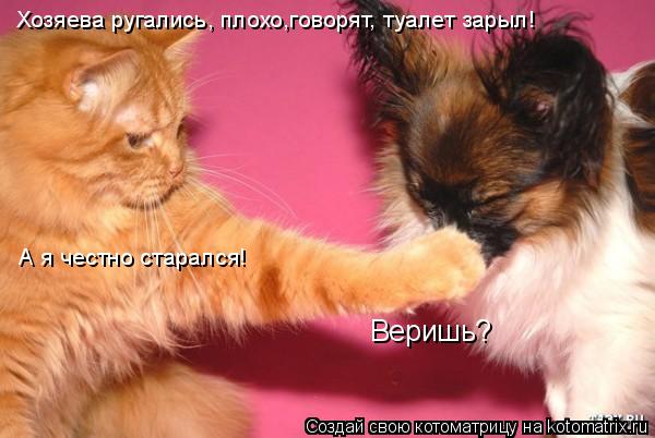 Хозяева ругались, плохо,говорят, туалет зарыл! А я честно старался! Веришь?... Котоматрица: Хозяева ругались, плохо,говорят, туалет зарыл! А я честно старался! Веришь?