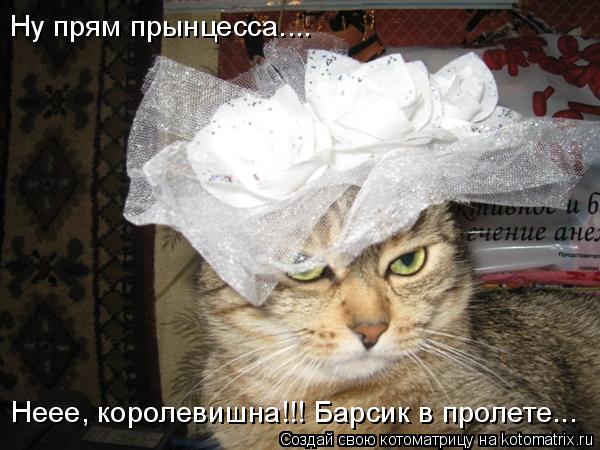 Ну прям прынцесса.... Неее, королевишна!!! Барсик в пролете...... Котоматрица: Ну прям прынцесса.... Неее, королевишна!!! Барсик в пролете...