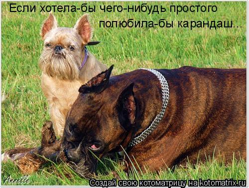 Если хотела-бы чего-нибудь простого полюбила-бы карандаш...... Котоматрица: Если хотела-бы чего-нибудь простого полюбила-бы карандаш...