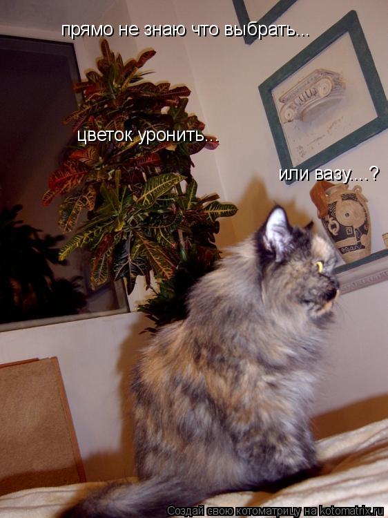 прямо не знаю что выбрать... цветок уронить... или вазу....?... Котоматрица: прямо не знаю что выбрать... цветок уронить... или вазу....?