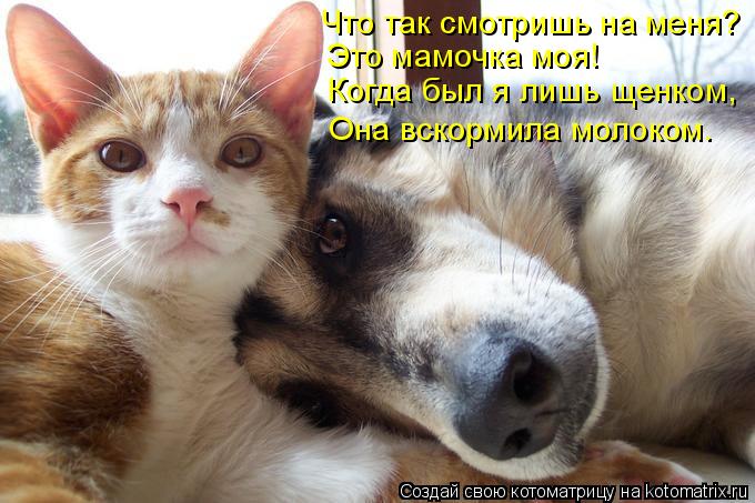 Что так смотришь на меня? Это мамочка моя! Когда был я лишь щенком, Она вскормила молоком.... Котоматрица: Что так смотришь на меня? Это мамочка моя! Когда был я лишь щенком, Она вскормила молоком.