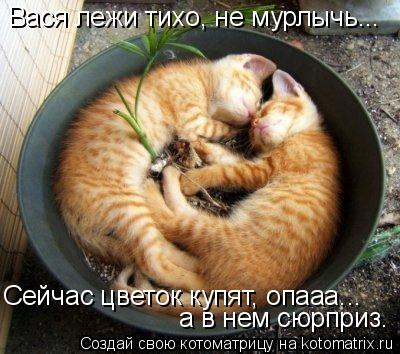 Вася лежи тихо, не мурлычь... Сейчас цветок купят, опааа... а в нем сюрприз.... Котоматрица: Вася лежи тихо, не мурлычь... Сейчас цветок купят, опааа... а в нем сюрприз.