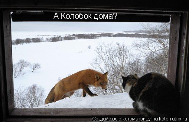 А Колобок дома?... Котоматрица: А Колобок дома?