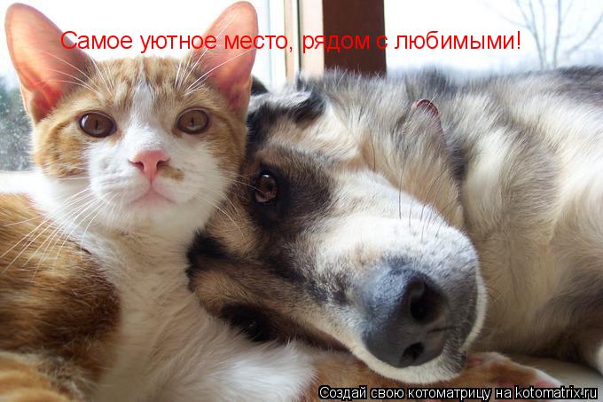Самое уютное место, рядом с любимыми!... Котоматрица: Самое уютное место, рядом с любимыми!