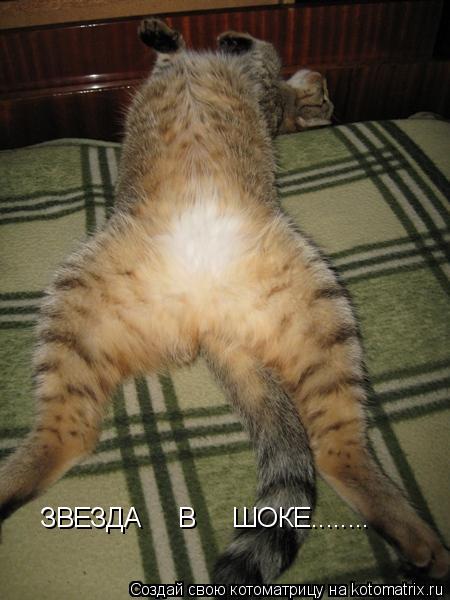 ЗВЕЗДА В ШОКЕ........... Котоматрица: ЗВЕЗДА В ШОКЕ........