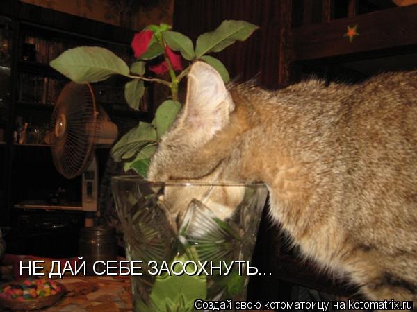 НЕ ДАЙ СЕБЕ ЗАСОХНУТЬ...... Котоматрица: НЕ ДАЙ СЕБЕ ЗАСОХНУТЬ...