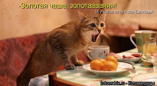 -Золотая чаша, золотааааяяя! И у котов есть Коли Басковы!... Котоматрица: -Золотая чаша, золотааааяяя! И у котов есть Коли Басковы!