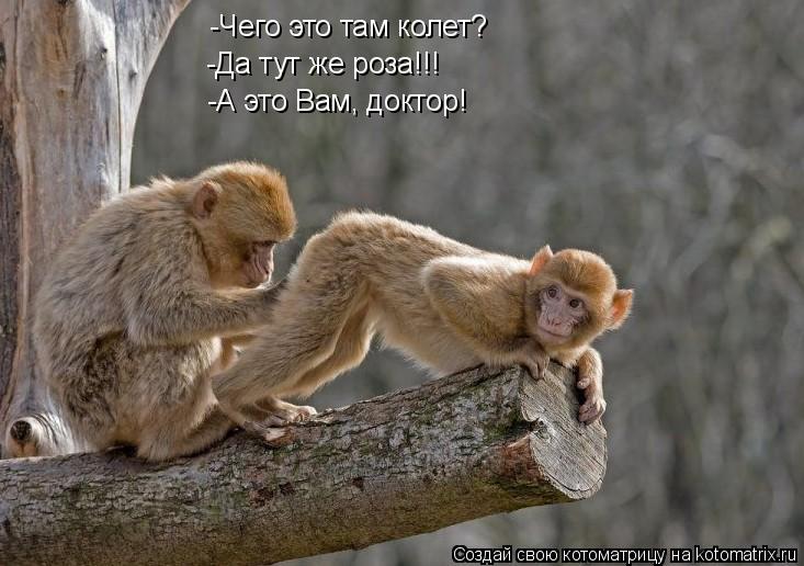 -Чего это там колет? -Да тут же роза!!! -А это Вам, доктор!... Котоматрица: -Чего это там колет? -Да тут же роза!!! -А это Вам, доктор!
