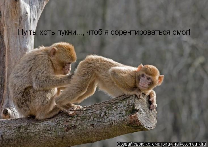 Ну ты хоть пукни..., чтоб я сорентироваться смог!... Котоматрица: Ну ты хоть пукни..., чтоб я сорентироваться смог!