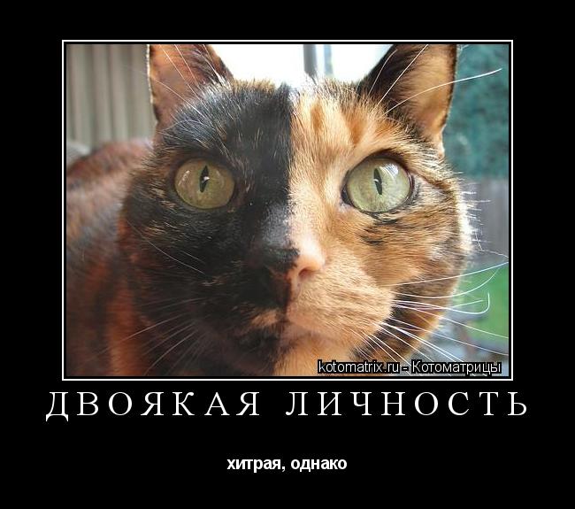 ДВОЯКАЯ ЛИЧНОСТЬ хитрая, однако... Котоматрица: ДВОЯКАЯ ЛИЧНОСТЬ хитрая, однако